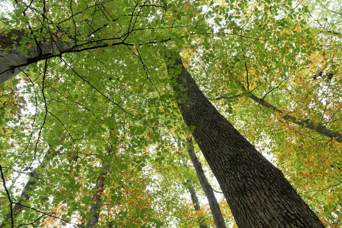 Imagem de contexto do artigo Mais do que uma em cada três espécies de árvores ameaçadas de extinção