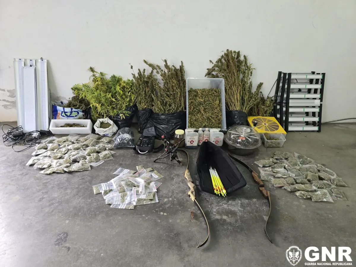 GNR desmantelou estufa de canábis, em Tavira