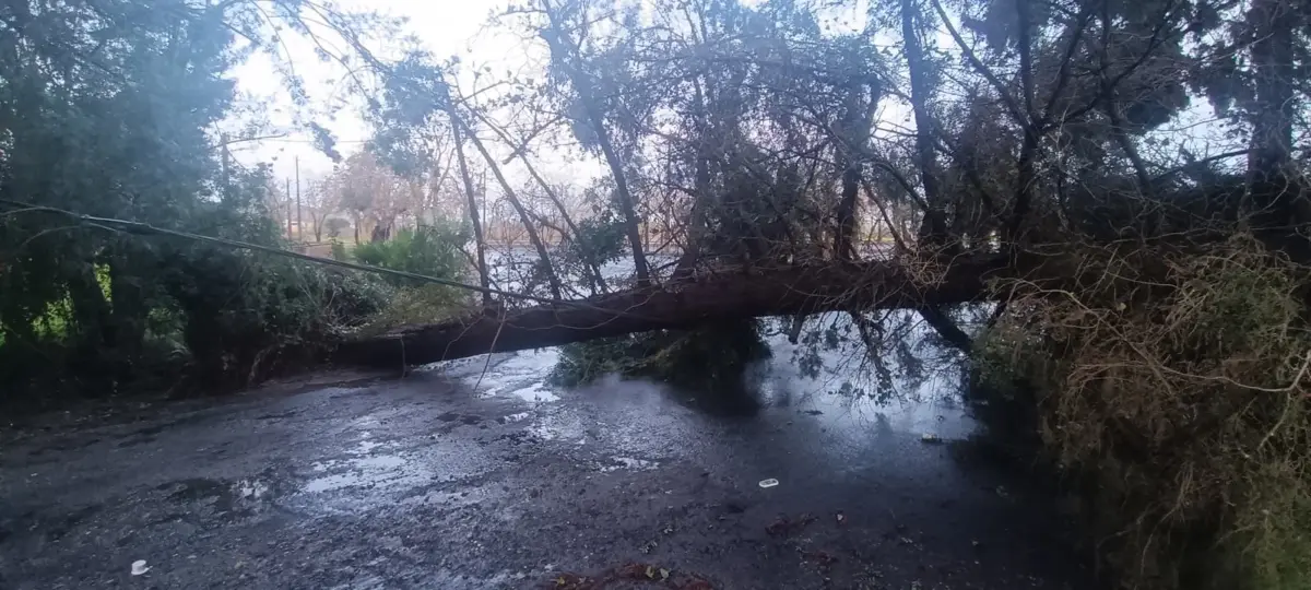 Imagem de contexto do artigo Queda de árvores, danos em estruturas e inundações: mais de 210 ocorrências em Beja e Évora