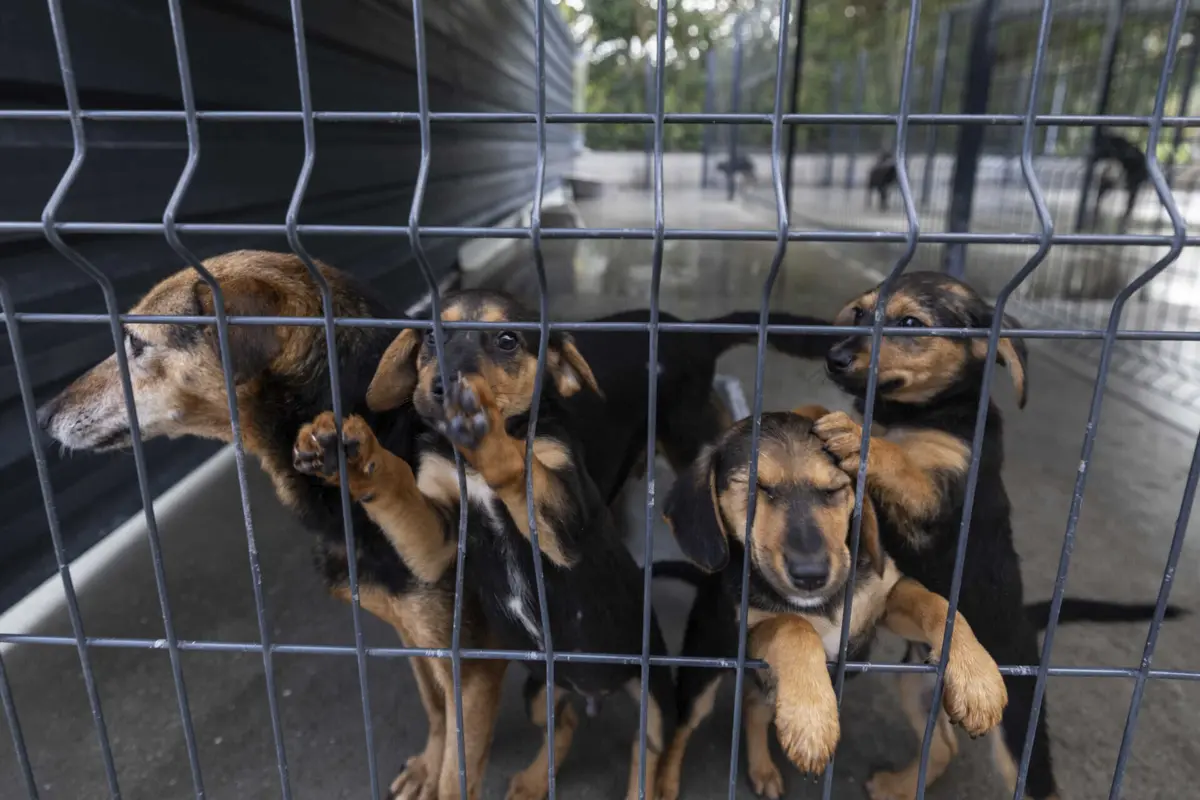 Centro de Recolha Oficial de Animais de Braga é um dos que proíbem as adoções durante a quadra