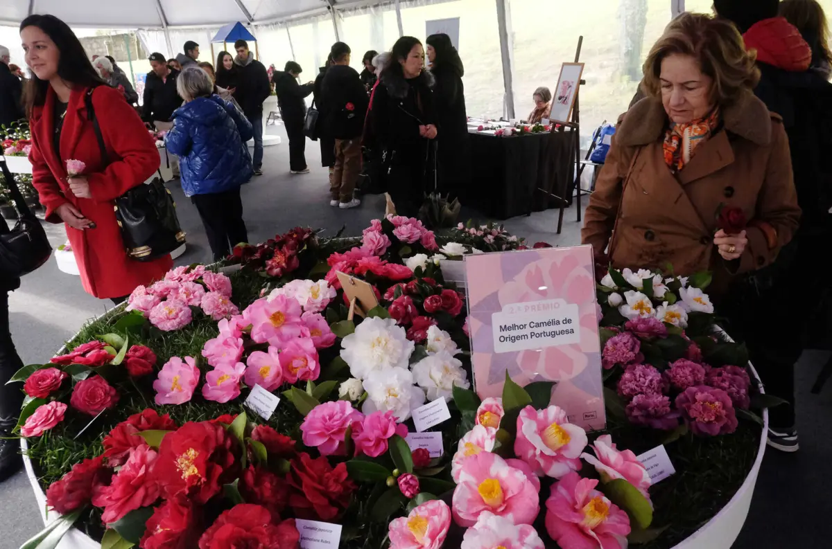 Exposição de Camélias do Porto terá a sua 29.ª edição