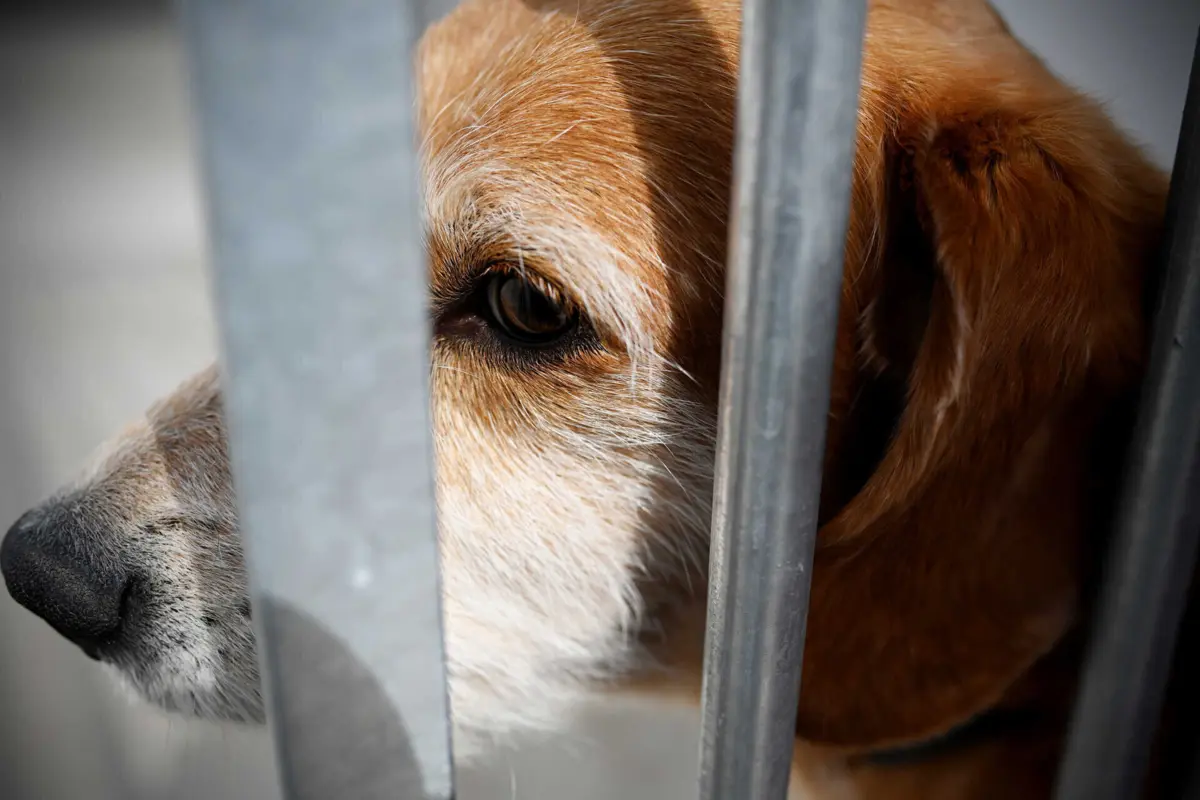 PSD foi acusado pela Câmara Municipal de estar “contra o bem-estar animal”