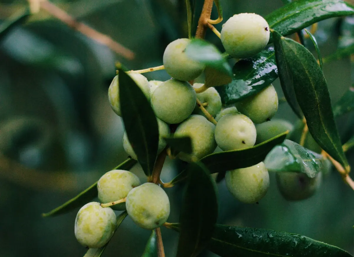 Imagem de contexto do artigo Cinco escolhas nutritivas como o azeite, entre um supper club com lotação limitada e uma avenida em festa