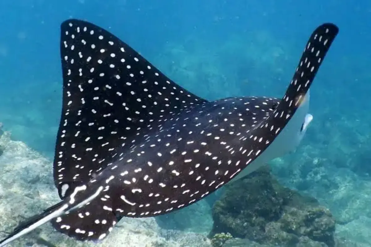 As raias-manta são uma das novas espécies agora protegidas a nível internacional