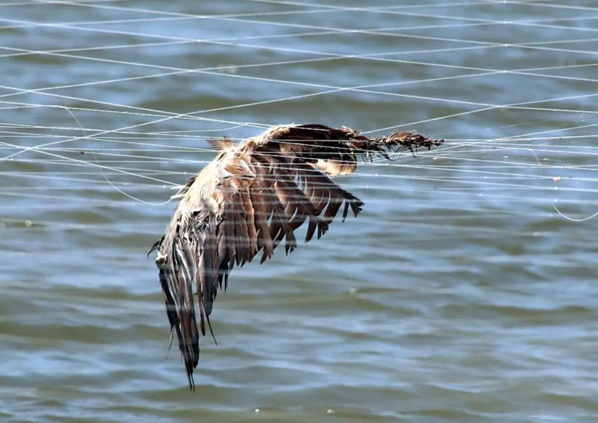 Aves morreram ao ficar presas em redes que protegiam um tanque de exploração de aquacultura