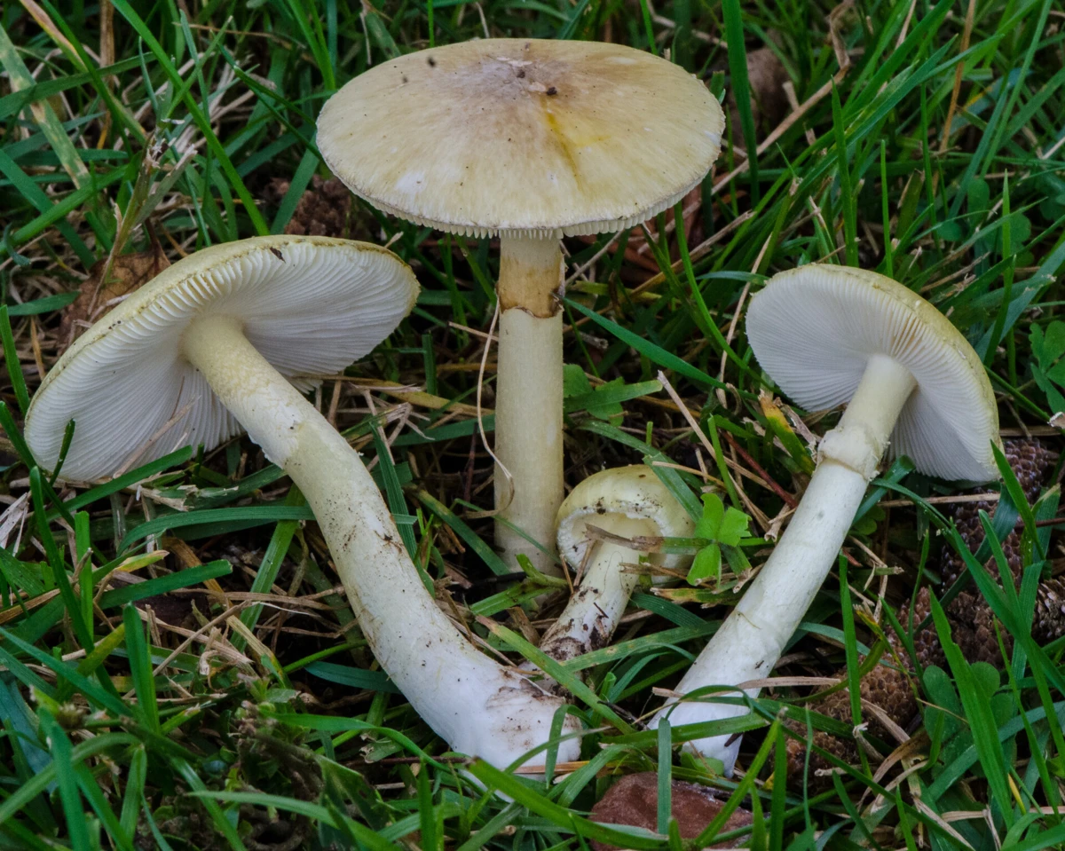 Cogumelos "Amanita phalloides" serão a causa da morte