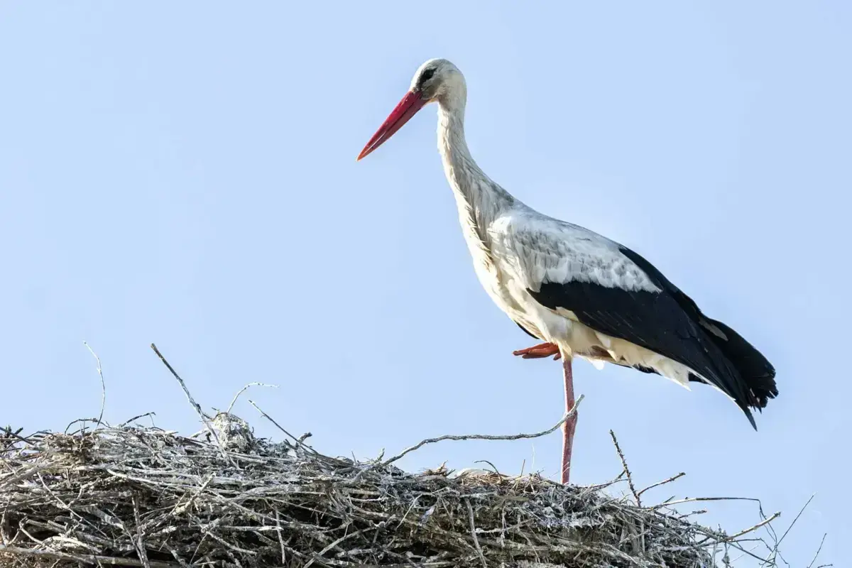 Ninho foi retirado com autorização