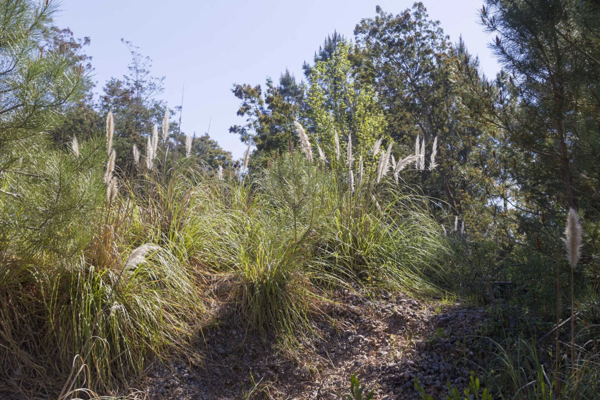 Imagem de contexto do artigo Como a "menina" erva-das-pampas "estava quieta" e se tornou uma ameaça