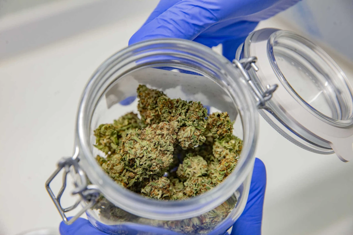 Há 37 entidades em Portugal autorizadas a cultivar canábis para fins medicinais