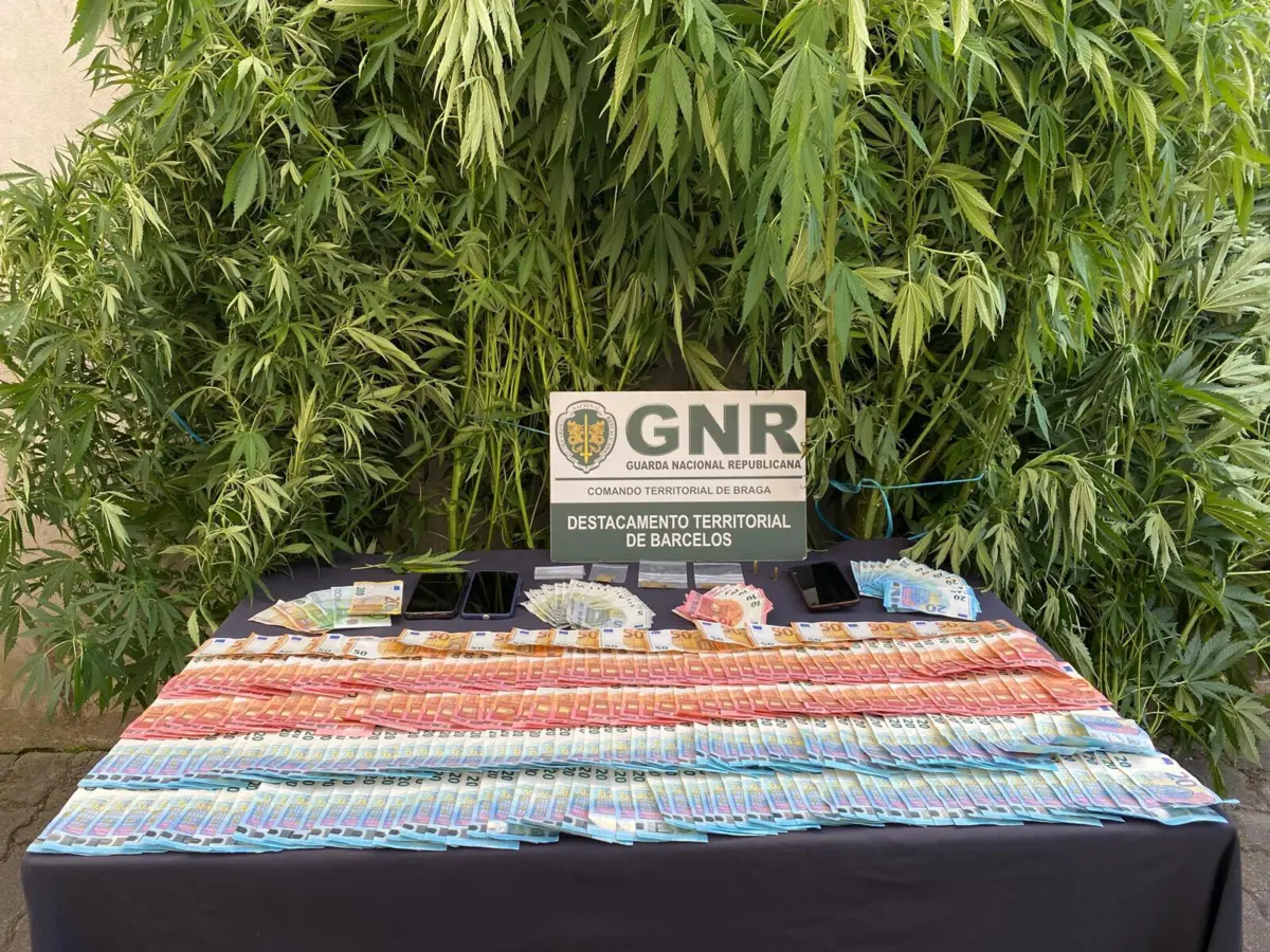 Imagem de contexto do artigo Suspeitos de roubo detidos com plantação de canábis em casa