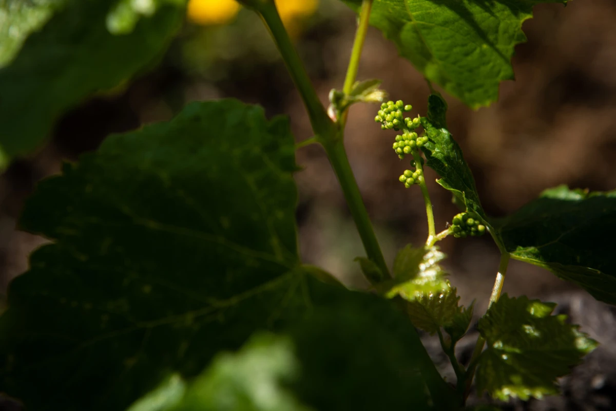 Imagem de contexto do artigo As vinhas do futuro vão produzir mais do que vinho