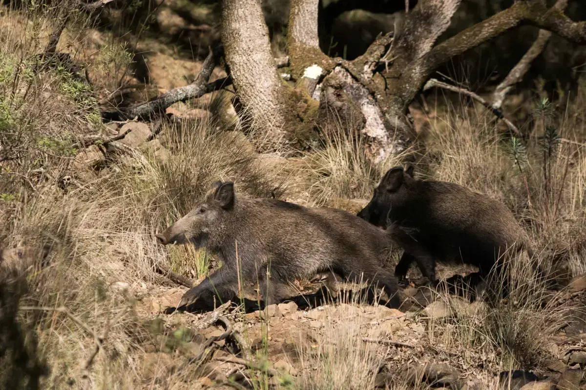 Agricultores queixam-se dos estragos provocados pelos javalis