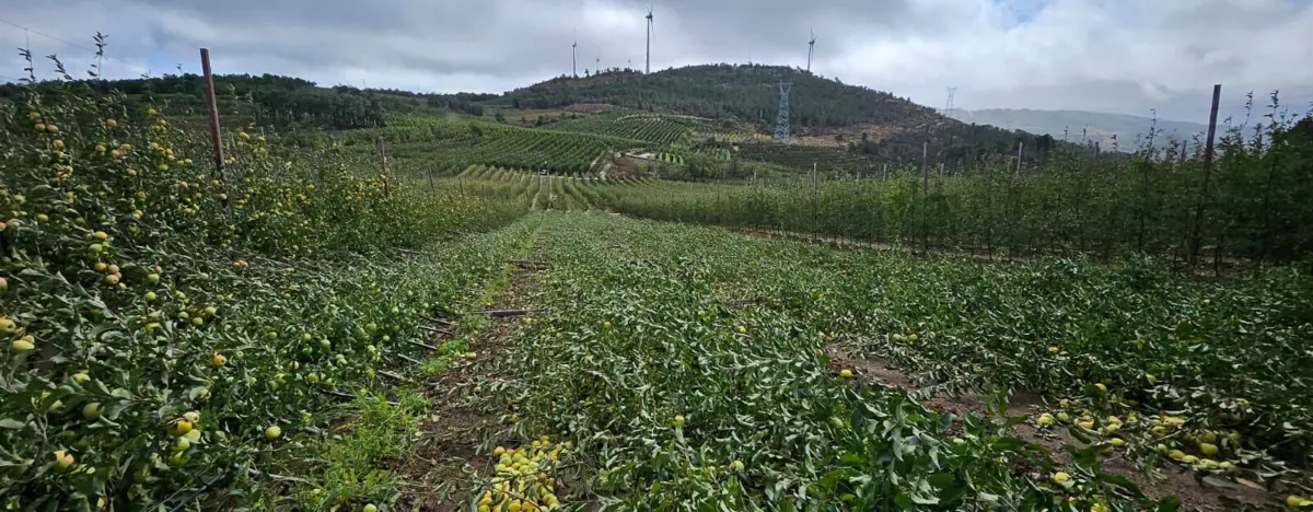 Vento destruiu milhares de macieiras em Armamar