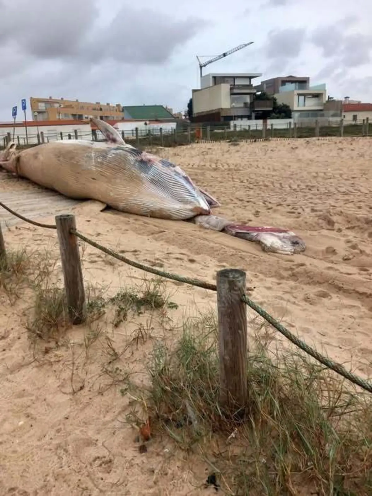 Cachalote só será removido do areal na sexta-feira