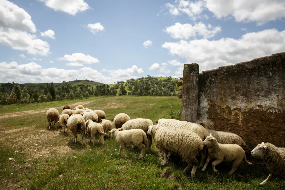 Imagem de contexto do artigo Doença da língua azul "ganha terreno" no Alentejo e dizima rebanhos