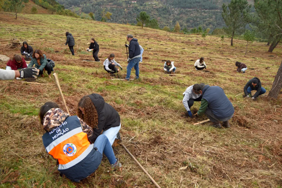 Alunos plantaram árvores em Merufe
