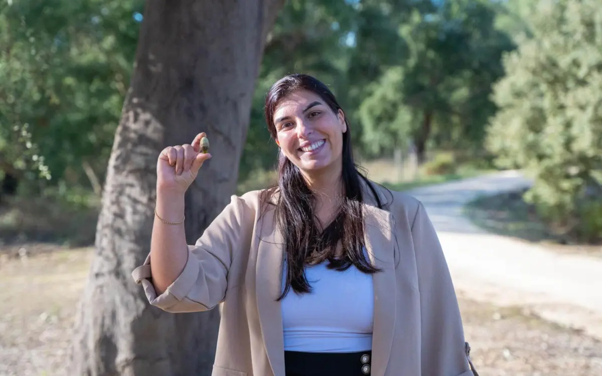 Imagem de contexto do artigo Bolota já não é só alimento animal, serve para fazer gelado, café e bolachas