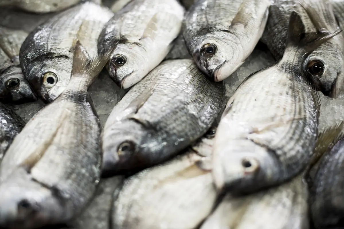 Portugal é o maior consumidor de peixe da União Europeia