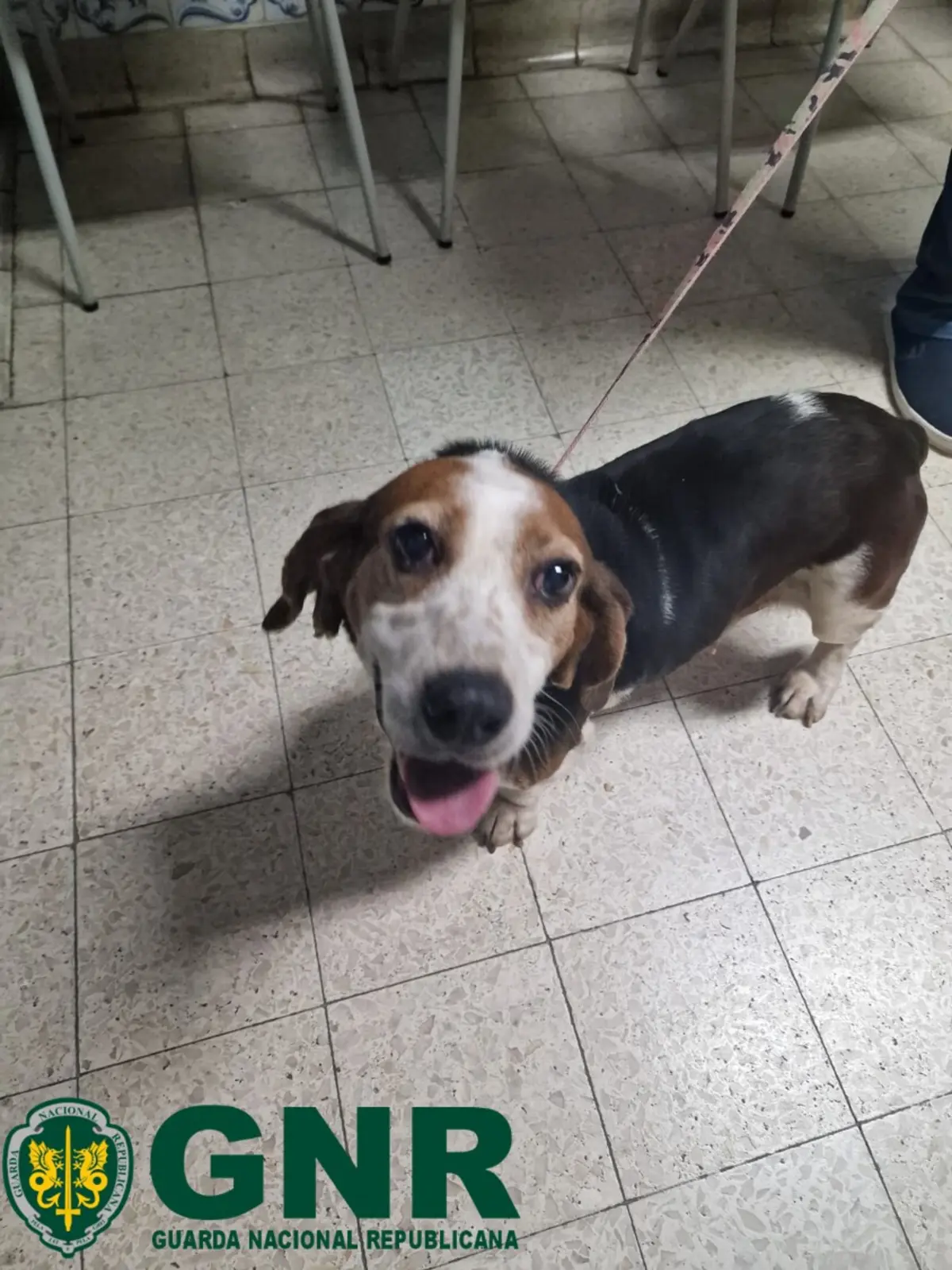 Militares recolheram o animal que se encontrava sem ferimentos