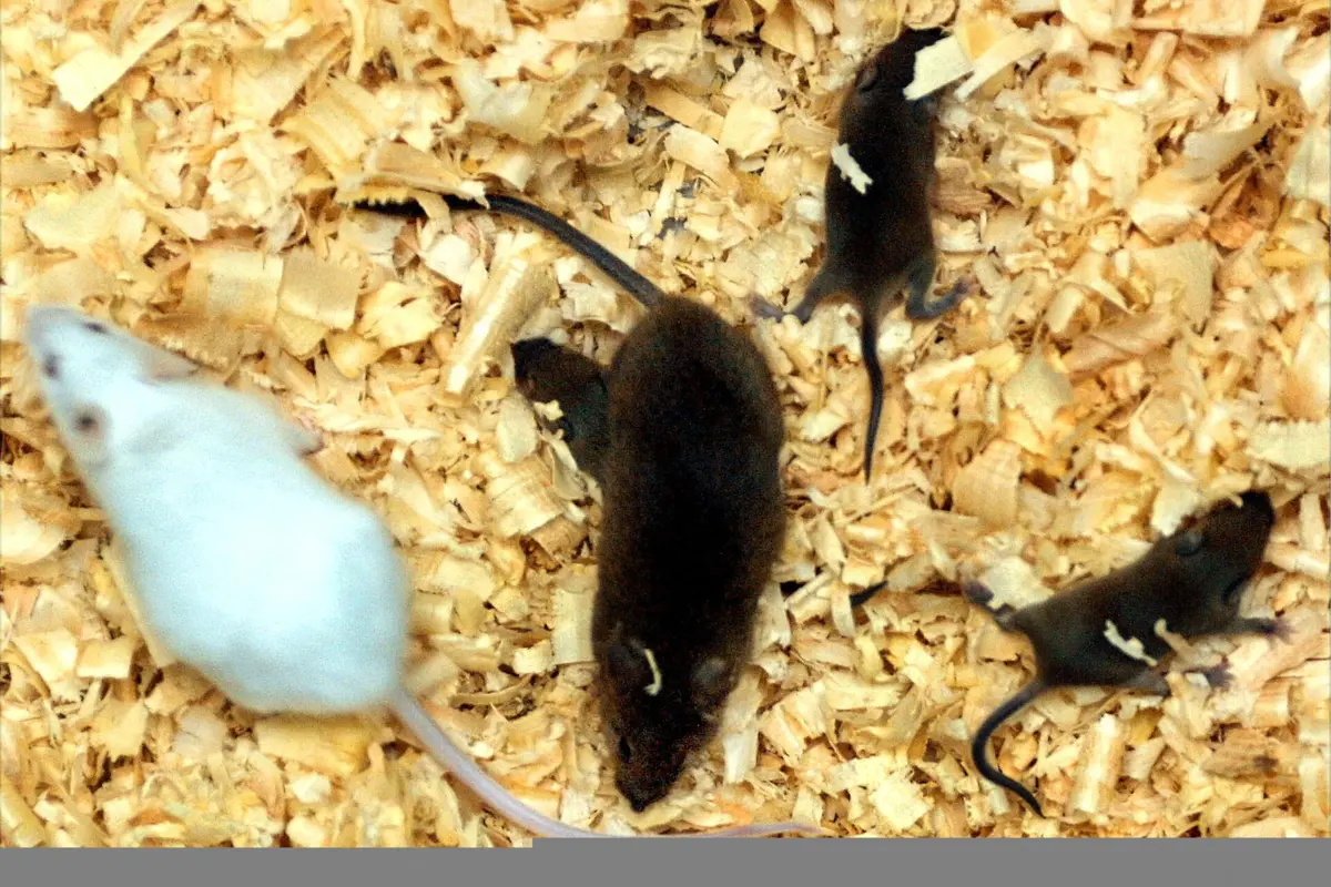 Imagem de contexto do artigo Especialistas apontam cinco alternativas para testes científicos em animais