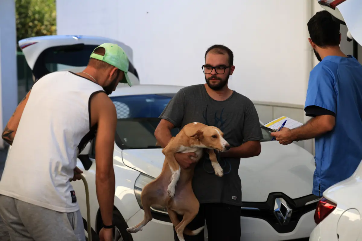 "O canil intermunicipal foi totalmente evacuado com a colaboração da comunidade civil e de associações locais e regionais"