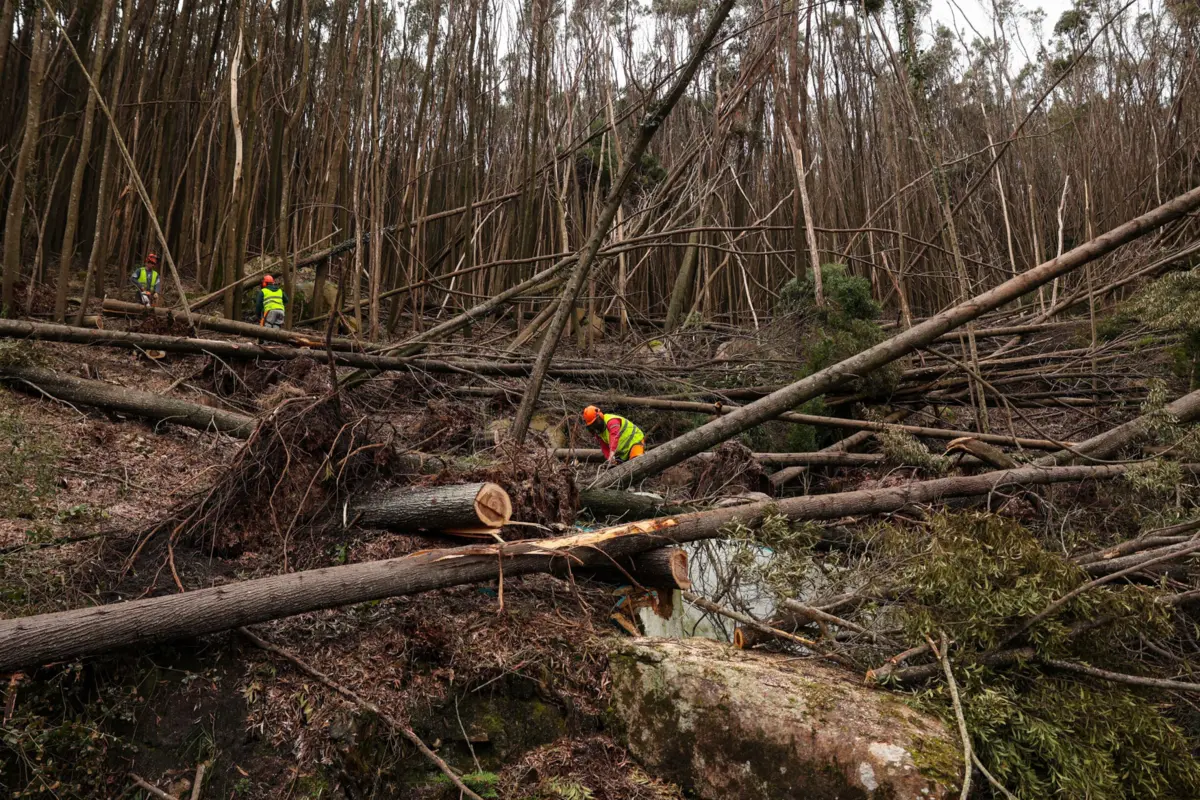 Imagem de contexto do artigo Parques de Sintra estima queda de 98 mil árvores devido à depressão Martinho