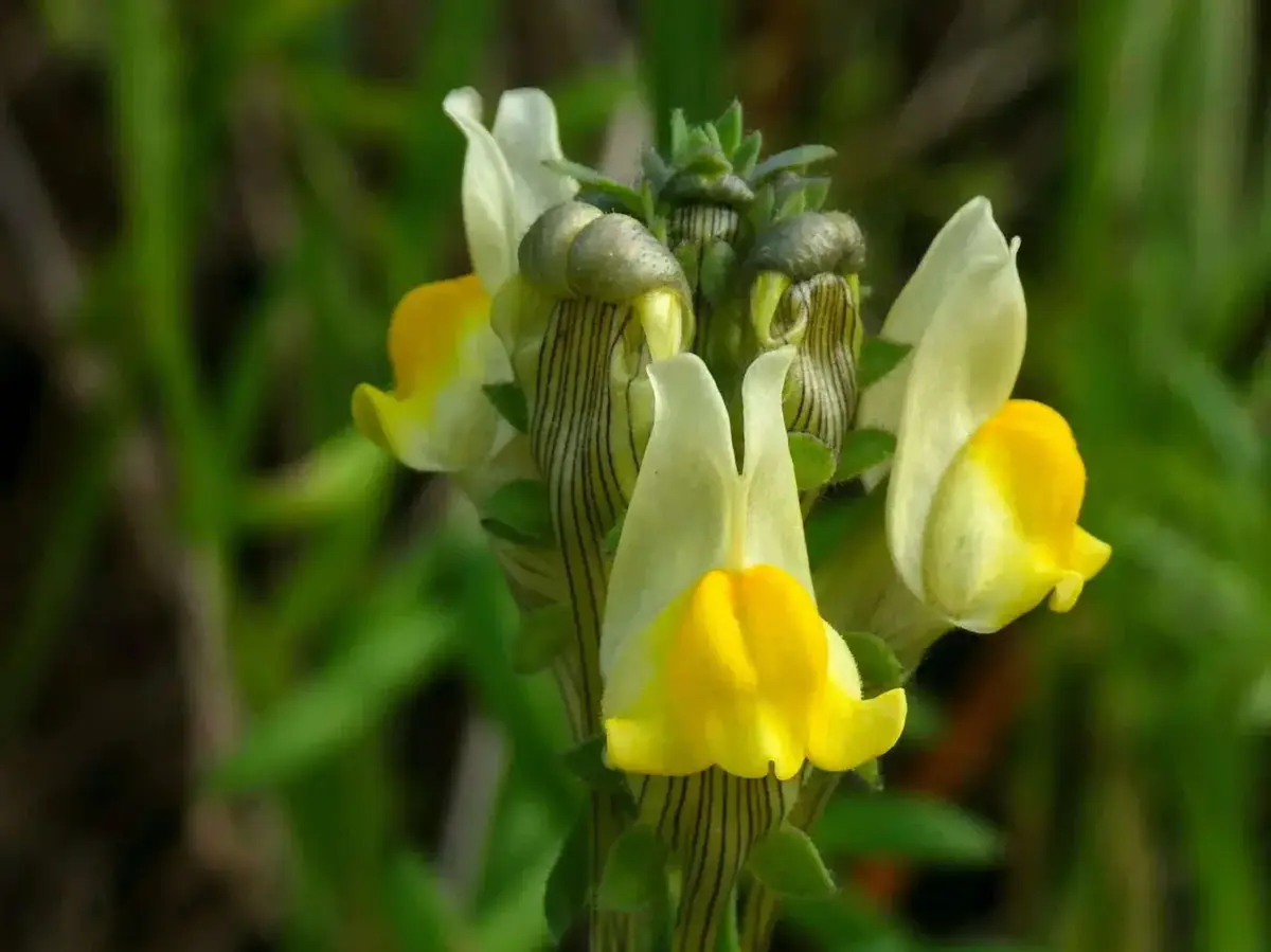 Imagem de contexto do artigo Investigador português descobre espécie de planta que só existe em Almada