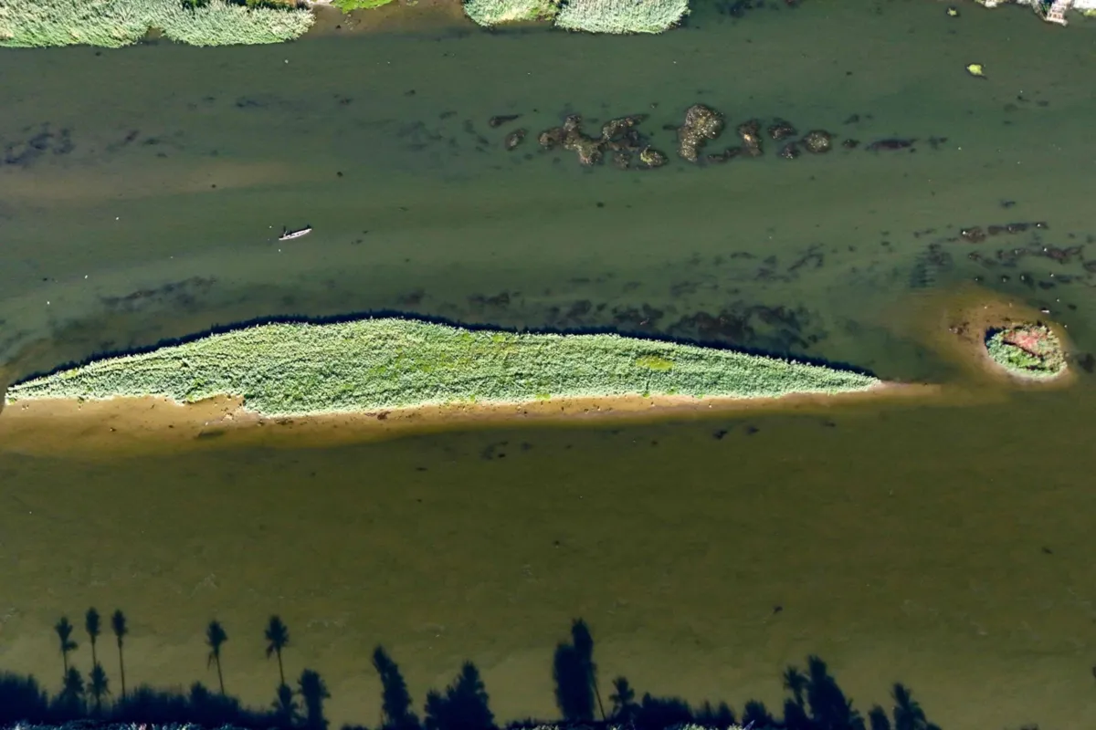 Imagem de contexto do artigo A magia das microalgas: ingredientes sustentáveis para alimentos, rações e fragrâncias
