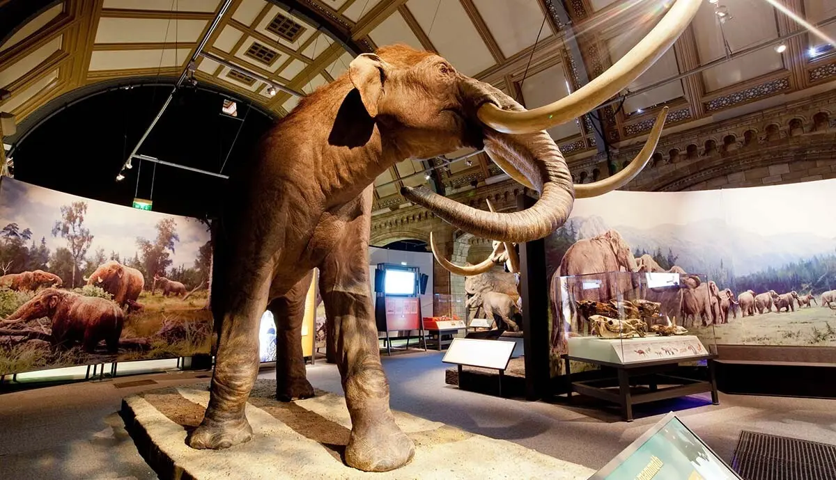 Imagem de contexto do artigo Duas espécies de mamutes da América do Norte cruzaram-se há milhares de anos