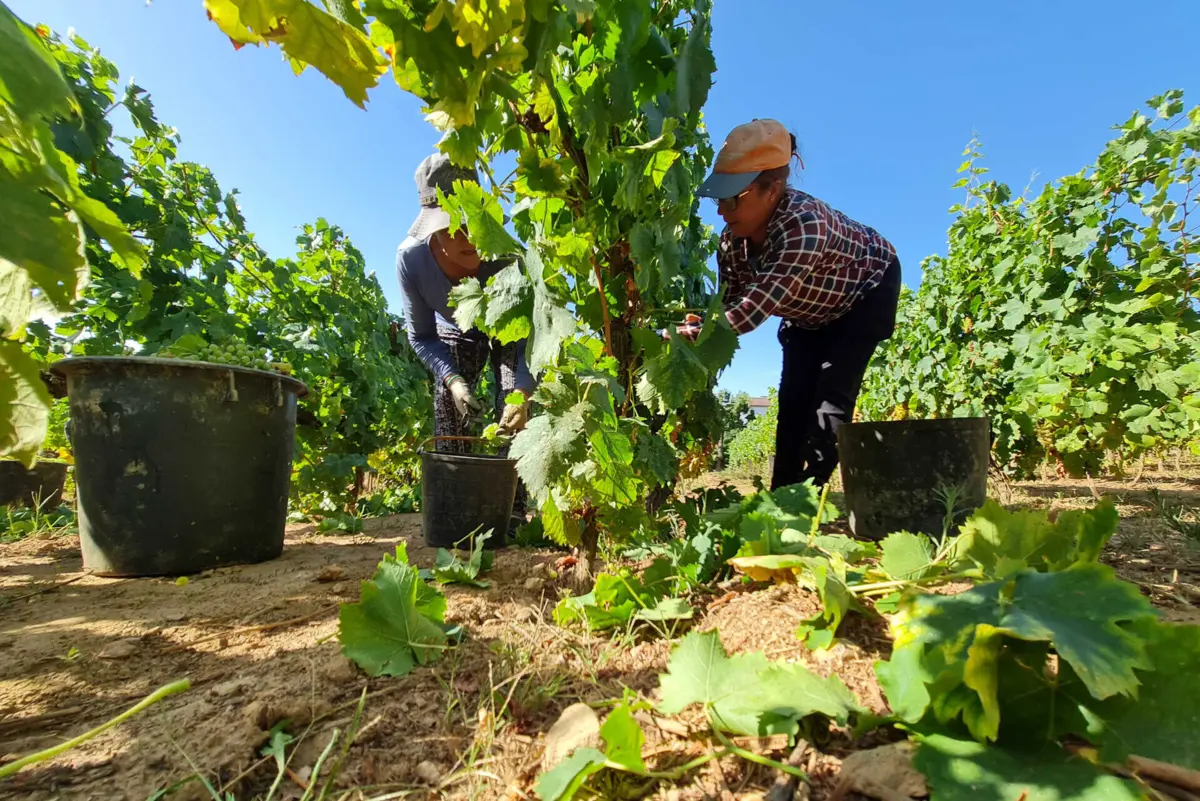 Imagem de contexto do artigo Adegas do Douro unem-se para pedir valorização das uvas