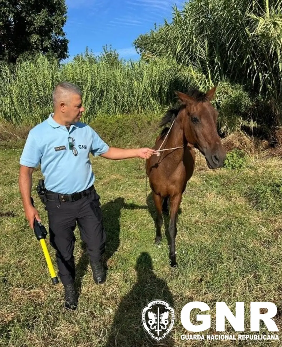Militares d SEPNA recuperaram cavalo que havia sido furtado em Lisboa