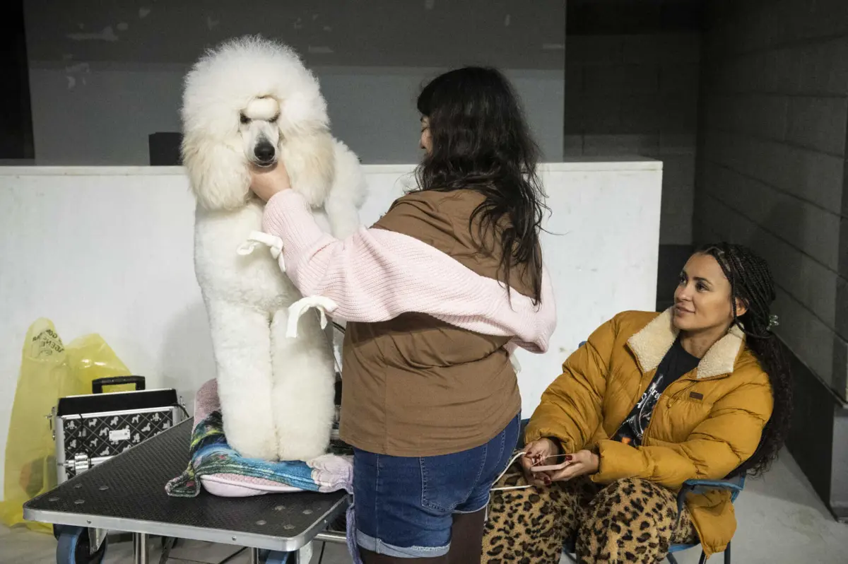 Imagem de contexto do artigo Pet Festival anima Gondomar com bichos de estimação