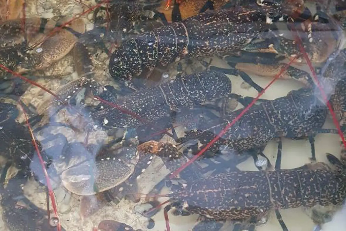 ASAE apreende 500kg de marisco e pescado num estabelecimento de Grândola
