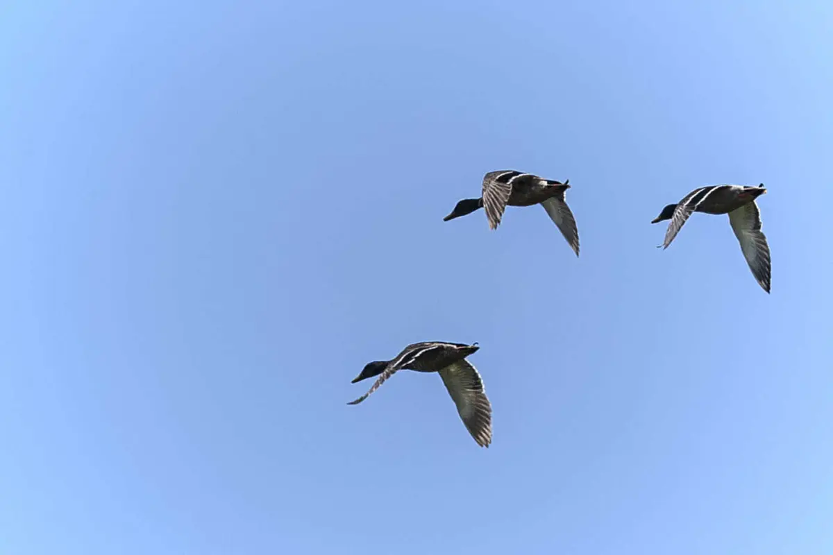 Imagem de contexto do artigo Extinção de 1300 aves em 200 anos causará elevados danos no ecossistema