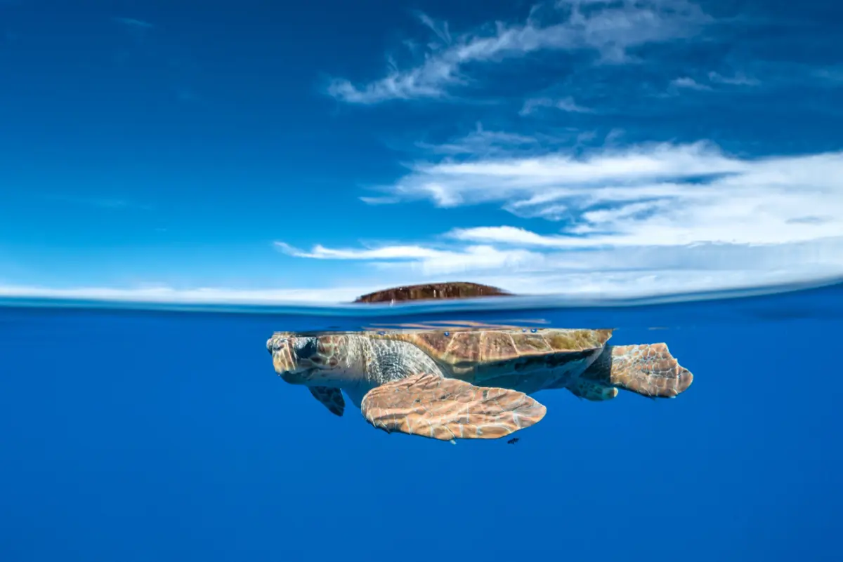 A estratégia de proteção dos oceanos deverá ser implementada até 2030