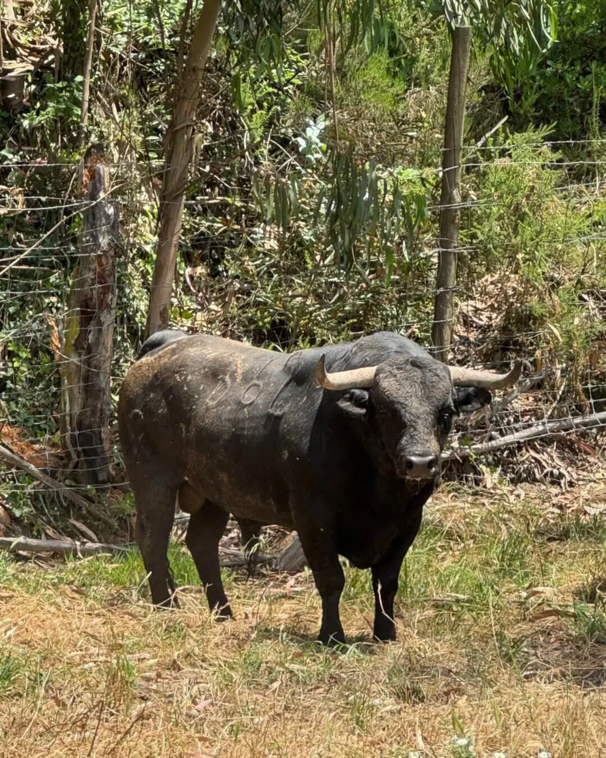 Touro “muito bonito” com 550 quilos já está escolhido e deseja-se um animal bravo.