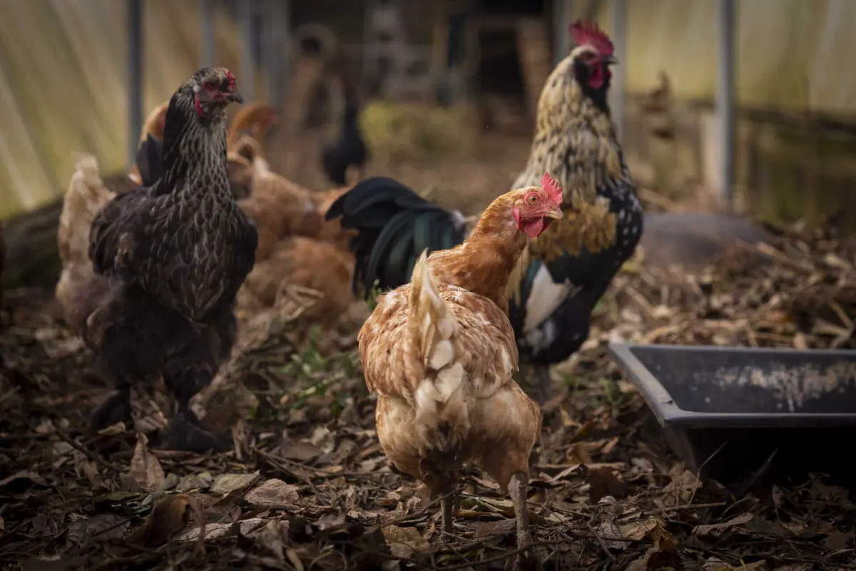Imagem de contexto do artigo OMS Animal emite alerta para foco de gripe das aves em aviário de Sintra