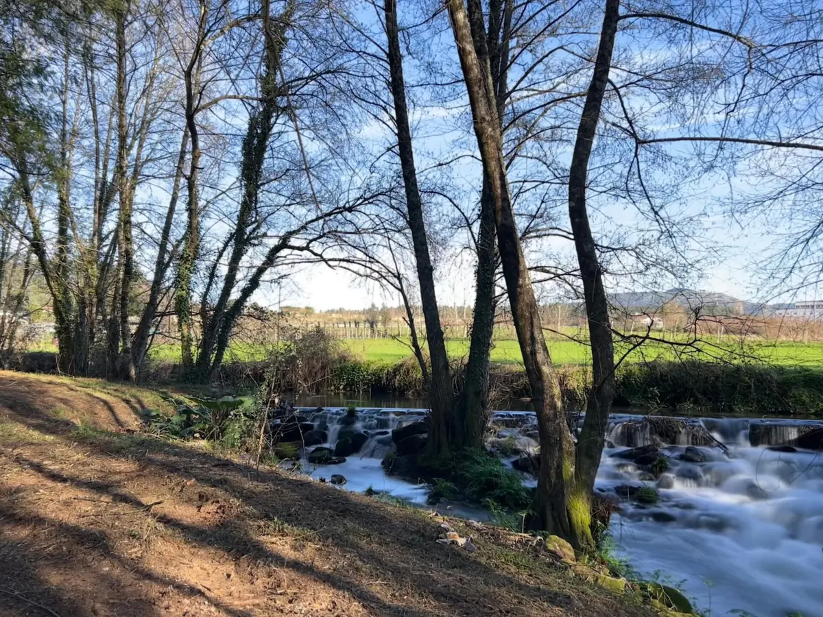 Rio Febras, em Guimarães, será renaturalizado