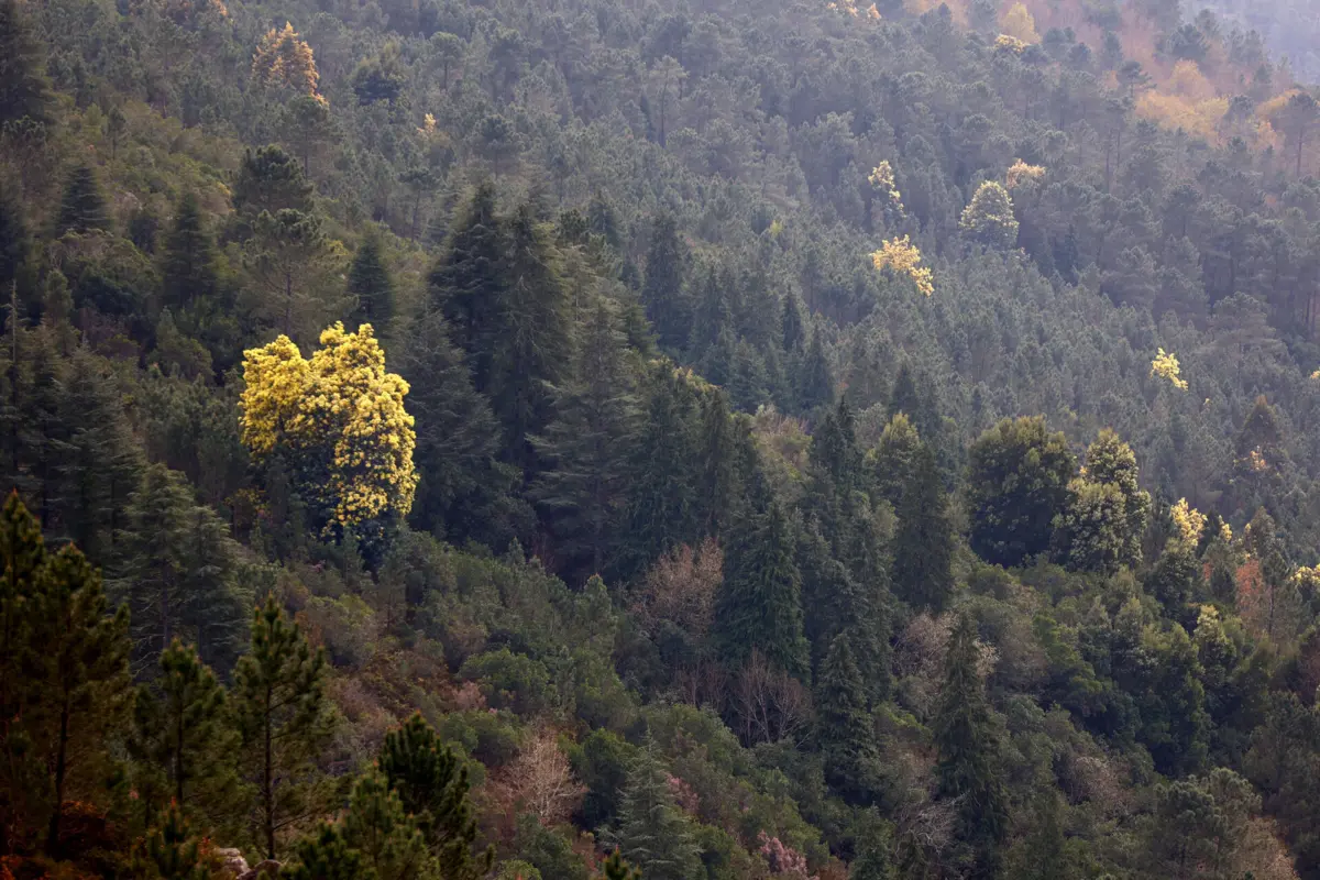A maioria das alcateias encontra-se a norte do rio Douro, distribuídas por três núcleos populacionais (Peneda/Gerês, Alvão/Padrela e Bragança)
