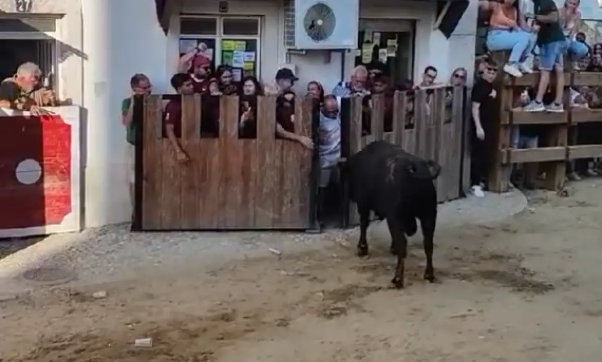 Imagem de contexto do artigo Seis feridos em largadas de touros em Alcochete