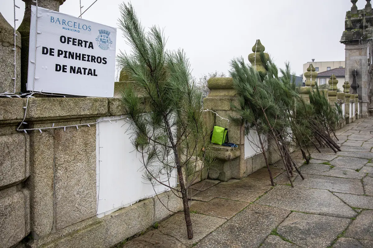 Imagem de contexto do artigo Município de Barcelos oferece pinheirinhos de Natal naturais