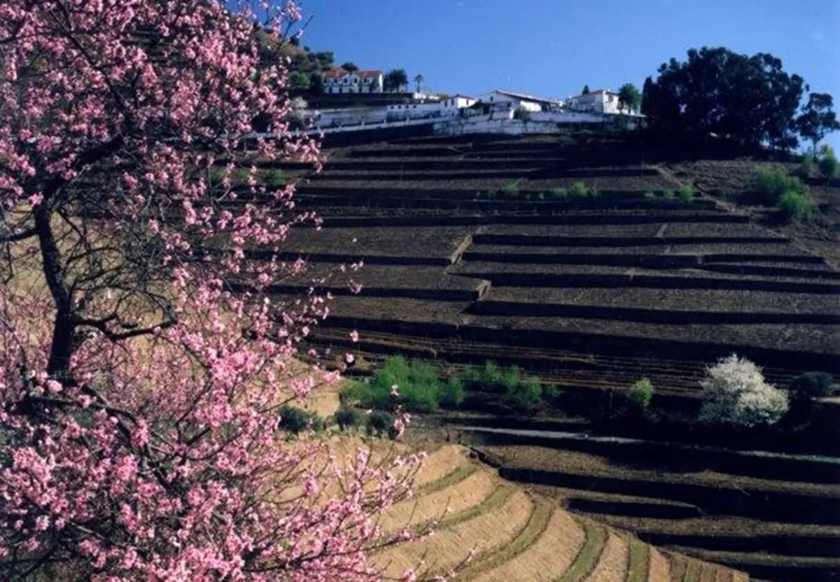 Quinta do Noval, Pinhão.