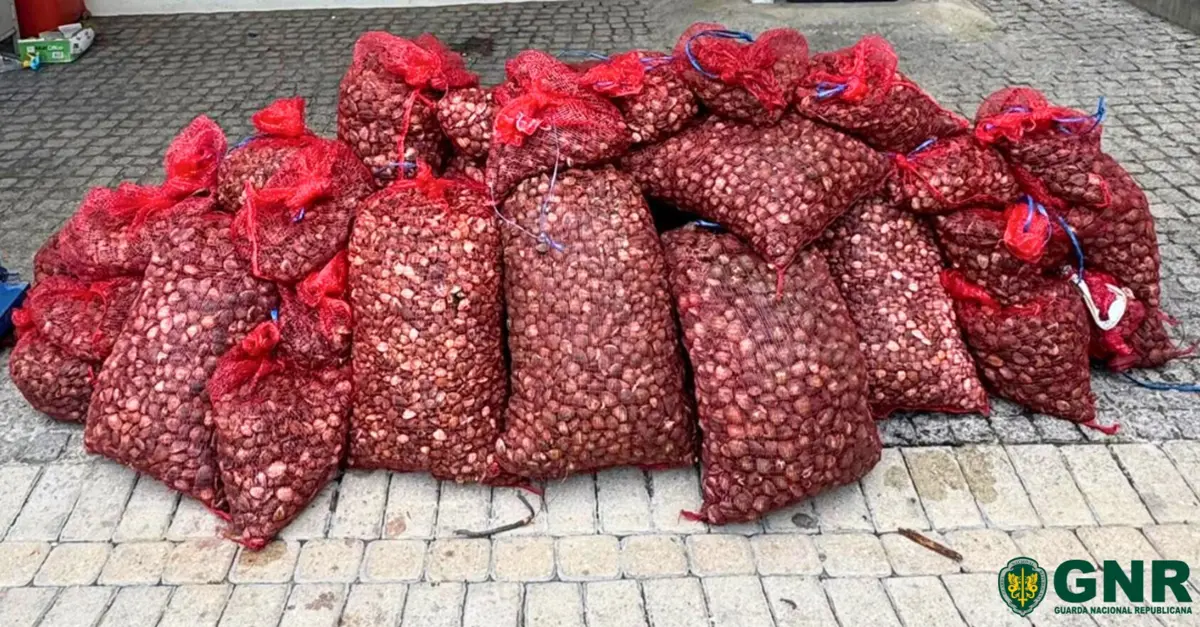 Guarda apreendeu mais de 625 quilos de amêijoa-japonesa
