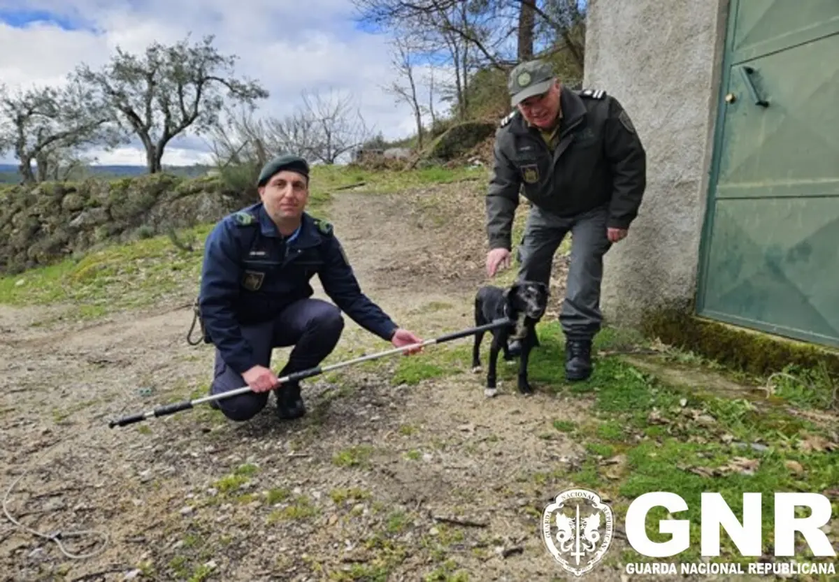 Militares do SEPNA resgataram cão abandonado pelo dono