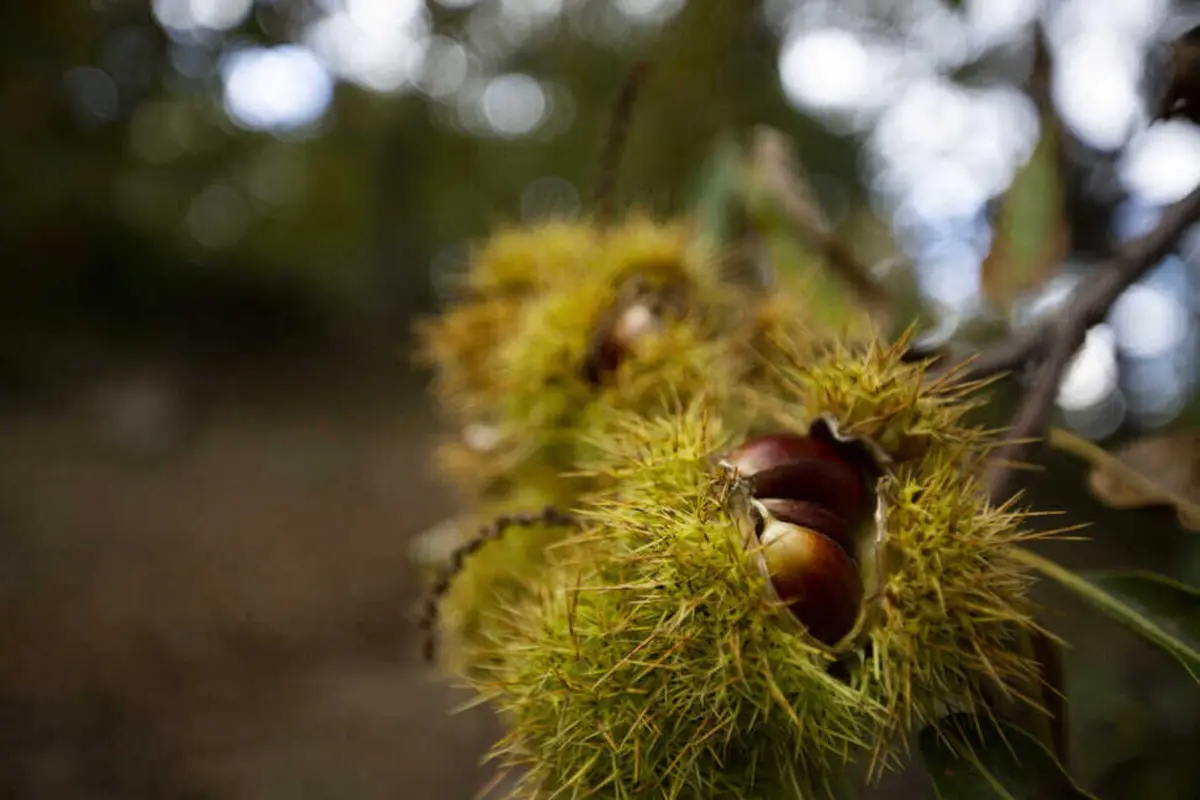 Calor e um fungo ameaçam produção de castanha no concelho de Bragança