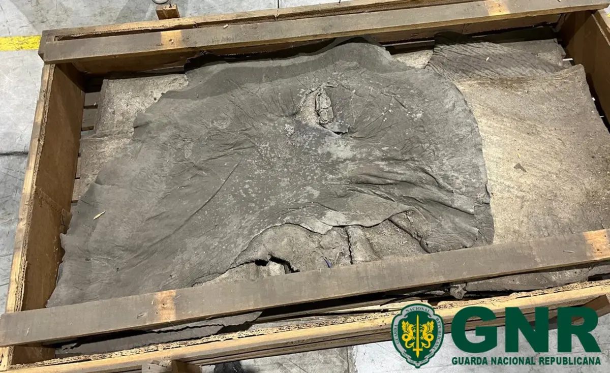 Partes do elefante valem mais de 100 mil euros