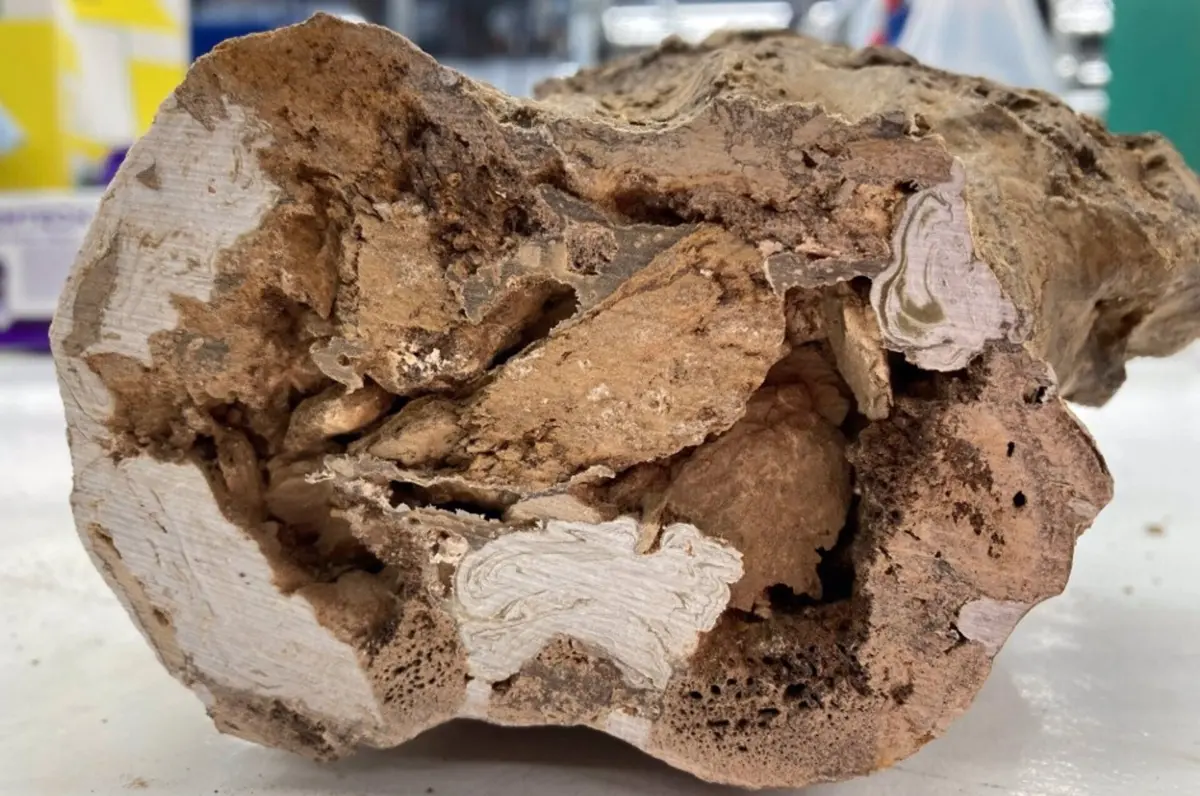 Investigação encontrou colagénio original de dinossauro nos fósseis encontrados