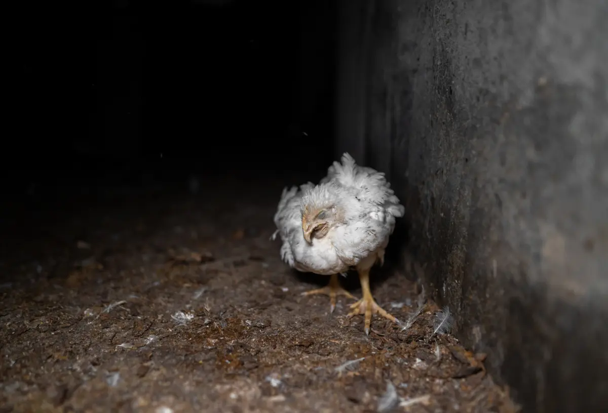 ONG diz ter recebido "imagens chocantes de maus-tratos"