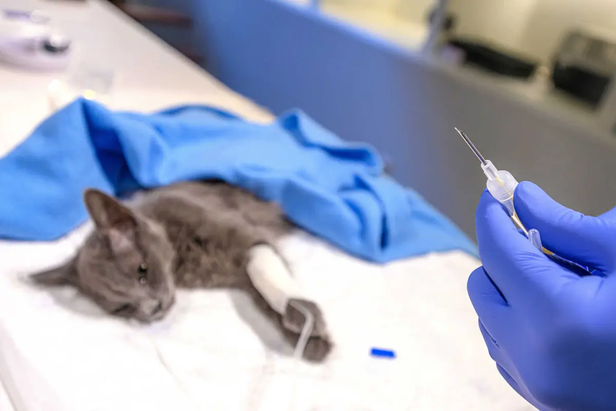 A rede criminosa também falsificou registos informáticos de gatos