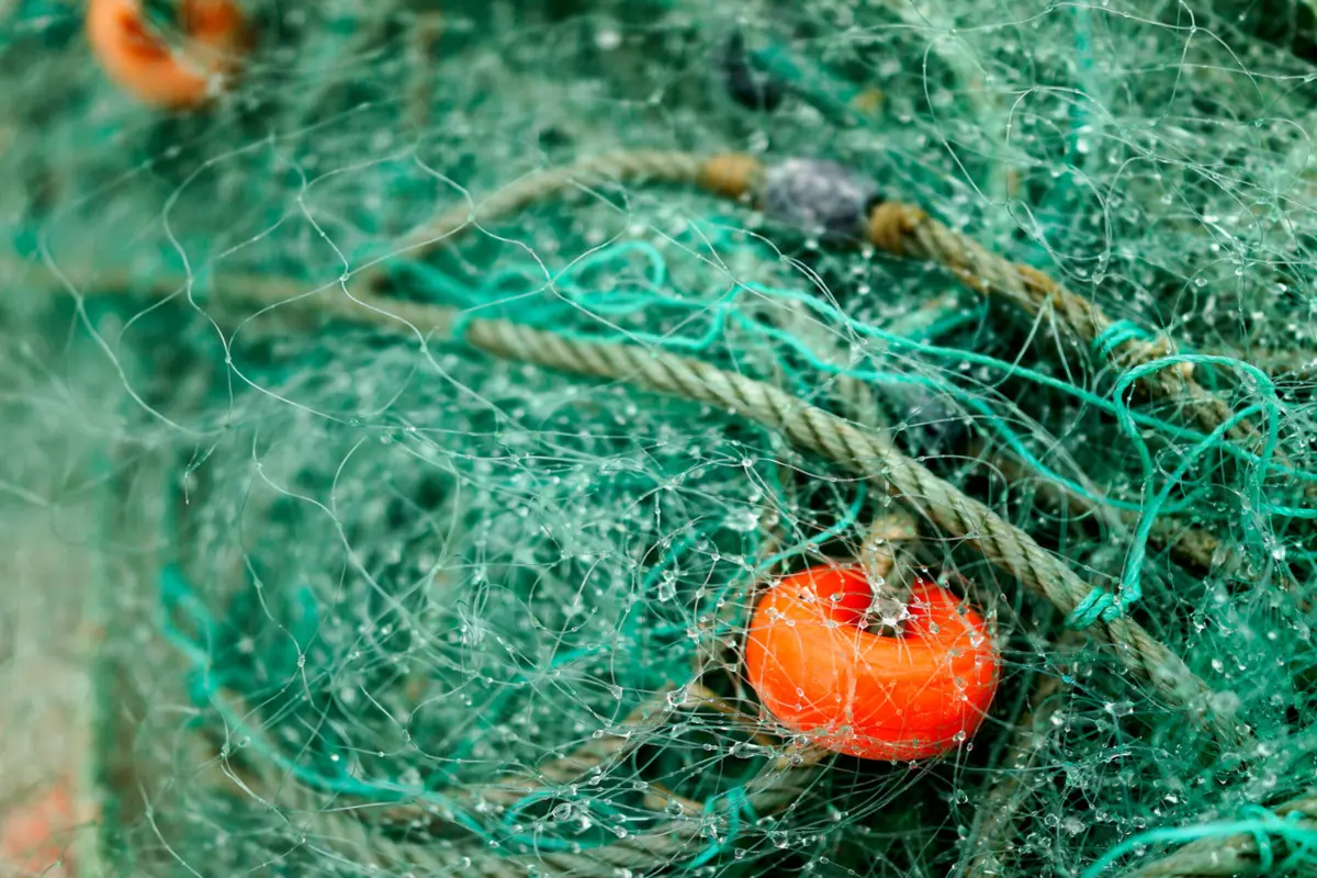 O atum representa um dos segmentos de pesca com maior impacto socioeconómico nos Açores
